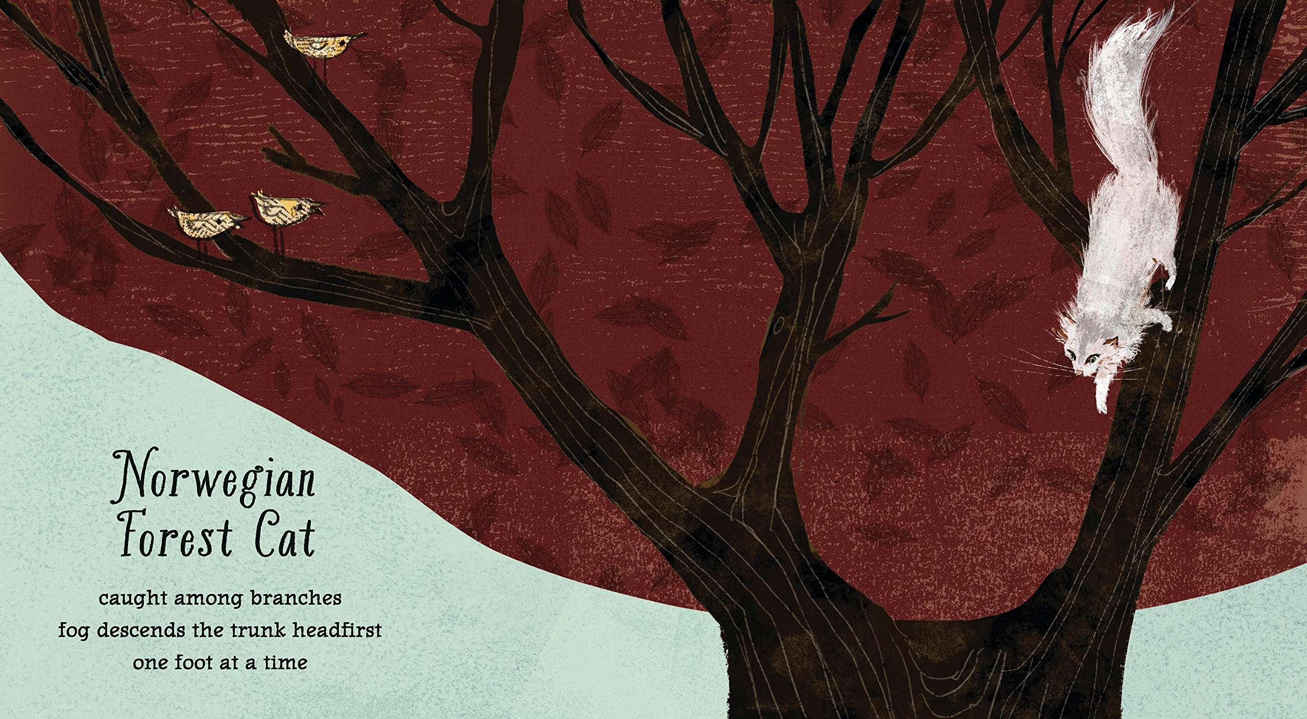 celebrate-picture-books-picture-book-review-the-maine-coon's-haiku-norwegian-forest-coon