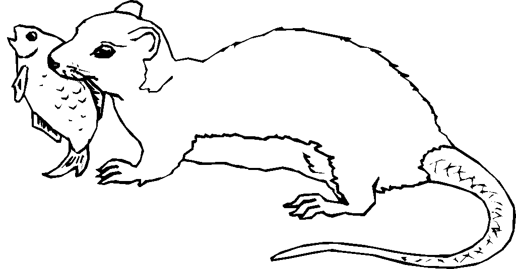 celebrate-picture-books-picture-book-review-otter-coloring-page