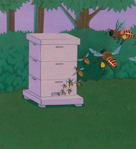 celebrate-picture-books-picture-book-review-bee-dance-interior-art-coming home