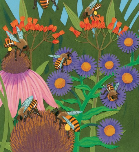 celebrate-picture-books-picture-book-review-bee-dance-interior-art-wildflowers