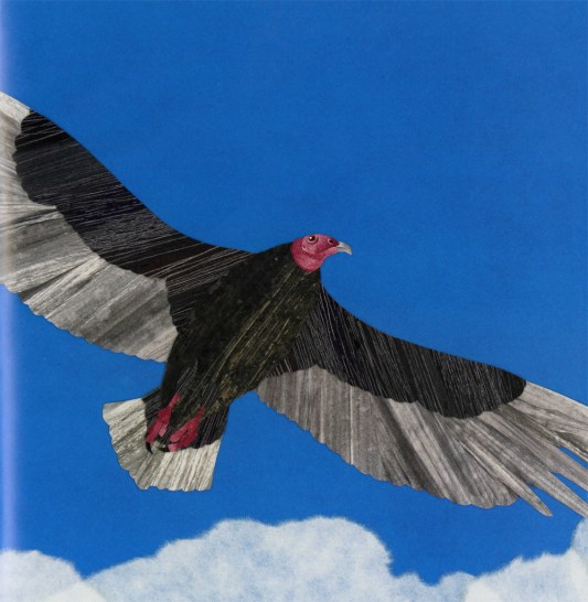 celebrate-picture-books-picture-book-review-vulture-view-soaring-vulture