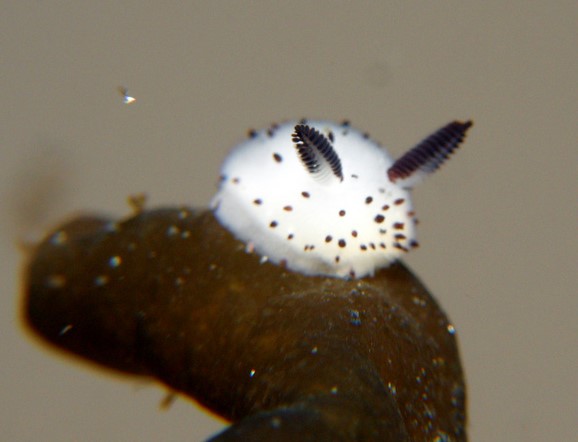 celebrate-picture-books-review-interview-with-jess-keating-nudibranch