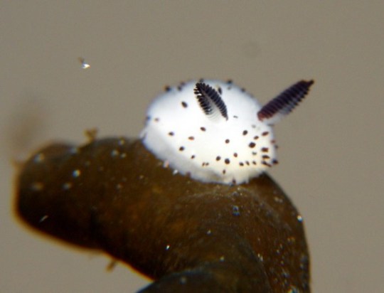 celebrate-picture-books-review-interview-with-jess-keating-nudibranch