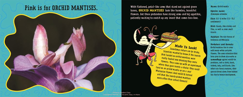 celebrate-picture-books-picture-book-review-pink-is-for-blobfish-orchid-mantis