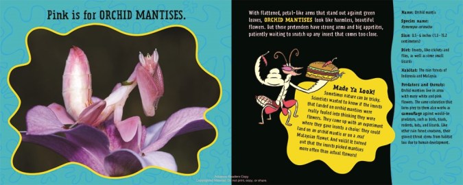 celebrate-picture-books-picture-book-review-pink-is-for-blobfish-orchid-mantis