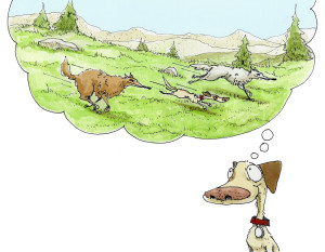 celebrate-picture-books-picture-book-review-wolf-camp-running-with-wolves