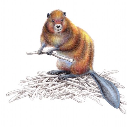 celebrate-picture-books-picture-book-review-c-is-for-canada-beaver