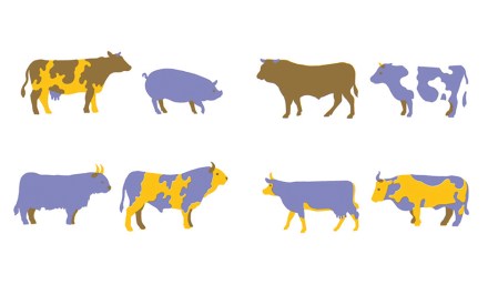 celebrate-picture-books-picture-book-review-animals-hide-and-sneak-cows