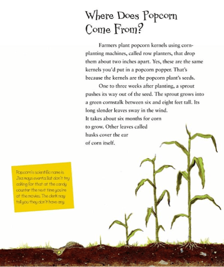 celebrate-picture-books-picture-book-review-popcorn!-elaine-landou-and-brian-lies-corn-stalks