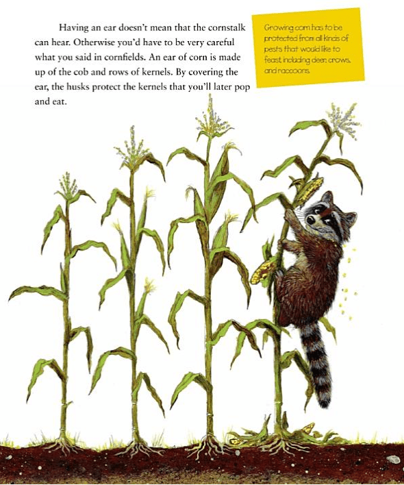 celebrate-picture-books-picture-book-review-popcorn!-elaine-landou-brian-lies-raccoon-in-field