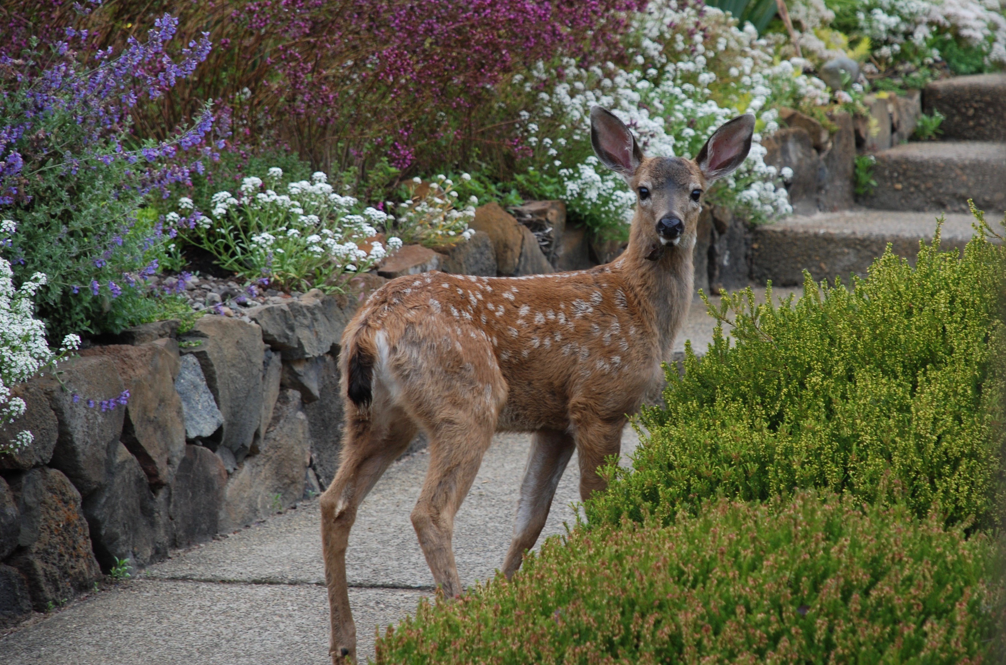 celebrate-pciture-books-picture-book-review-deer-for Marsha-Diane-Arnold-blog-tour-post-interview