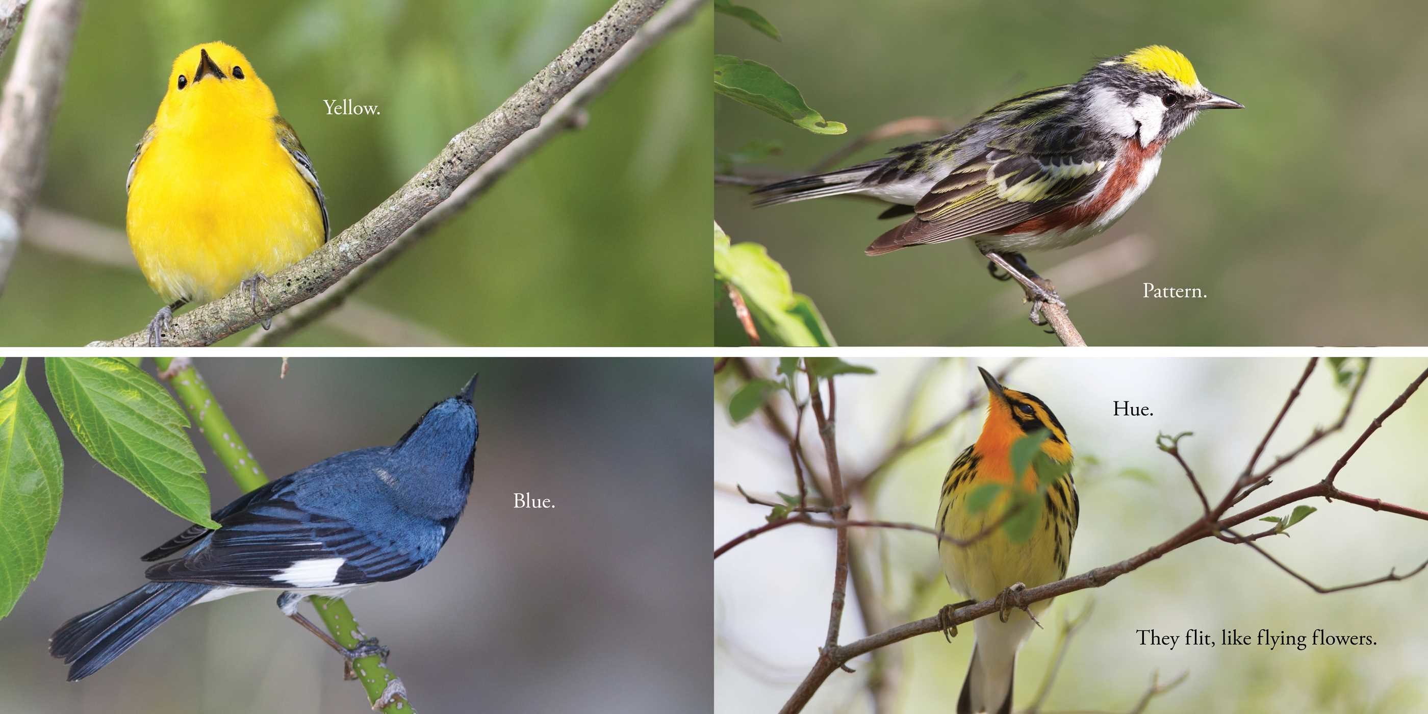 celebrate-picture-books-picture-book-review-warbler-wave-colors-patterns