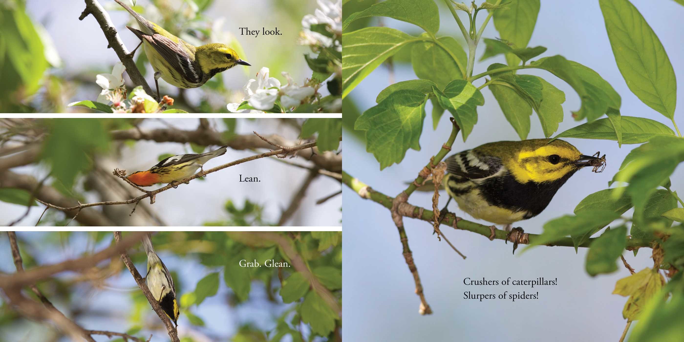 celebrate-picture-books-picture-book-review-warbler-wave-looking-for-bugs