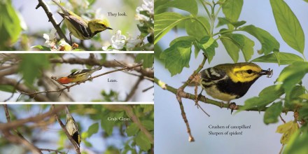 celebrate-picture-books-picture-book-review-warbler-wave-looking-for-bugs