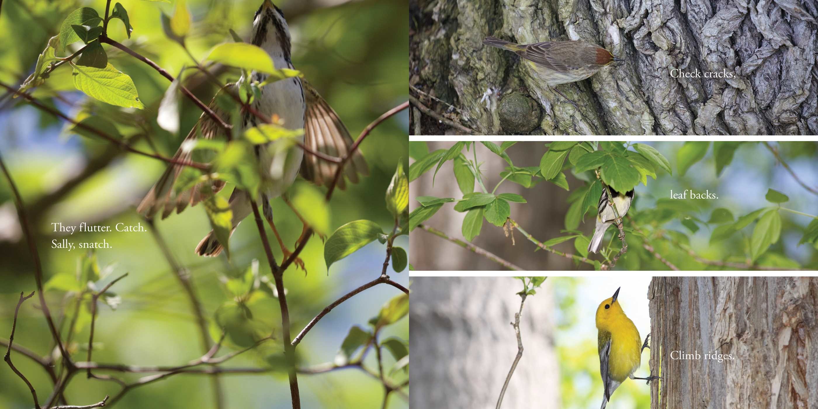 celebrate-picture-books-picture-book-review-warbler-wave-searching-trees