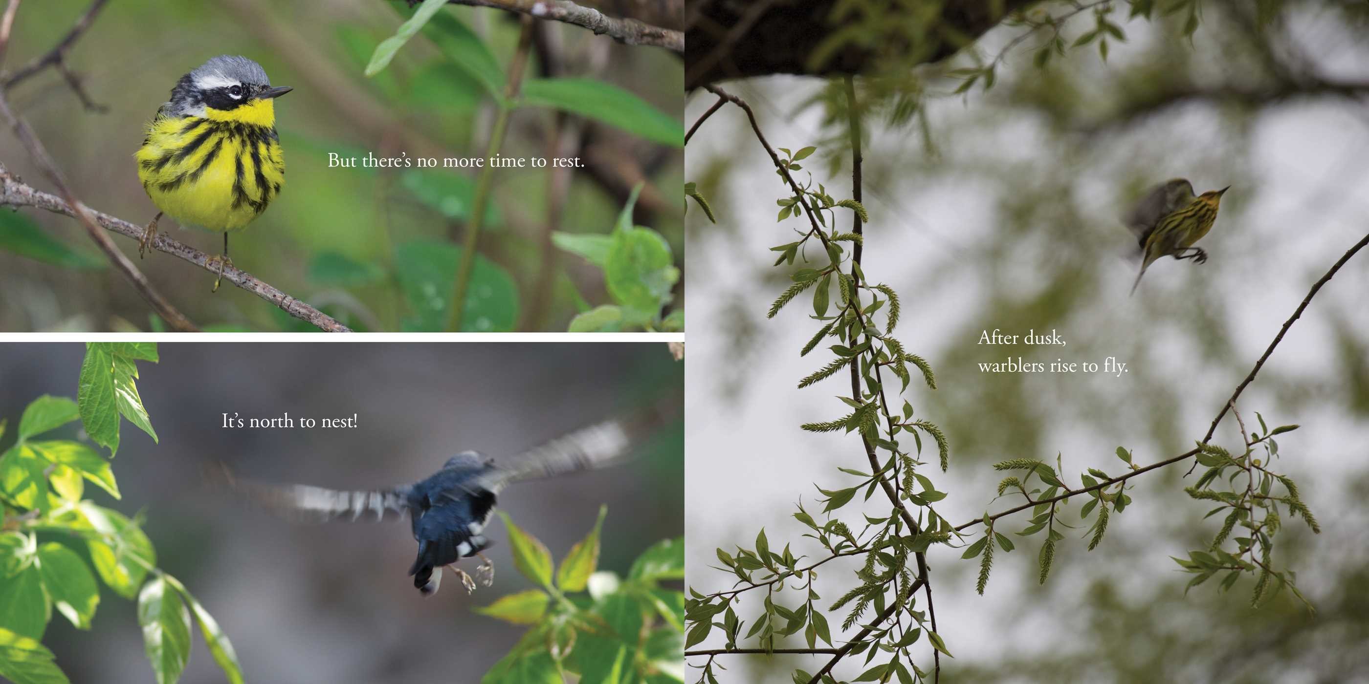 celebrate-picture-books-picture-book-review-warbler-wave-taking-off-again