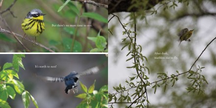 celebrate-picture-books-picture-book-review-warbler-wave-taking-off-again