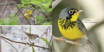 celebrate-picture-books-picture-book-review-warbler-wave-wag-walk