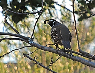 CPB - Marsha Diane Arnold Quail pic