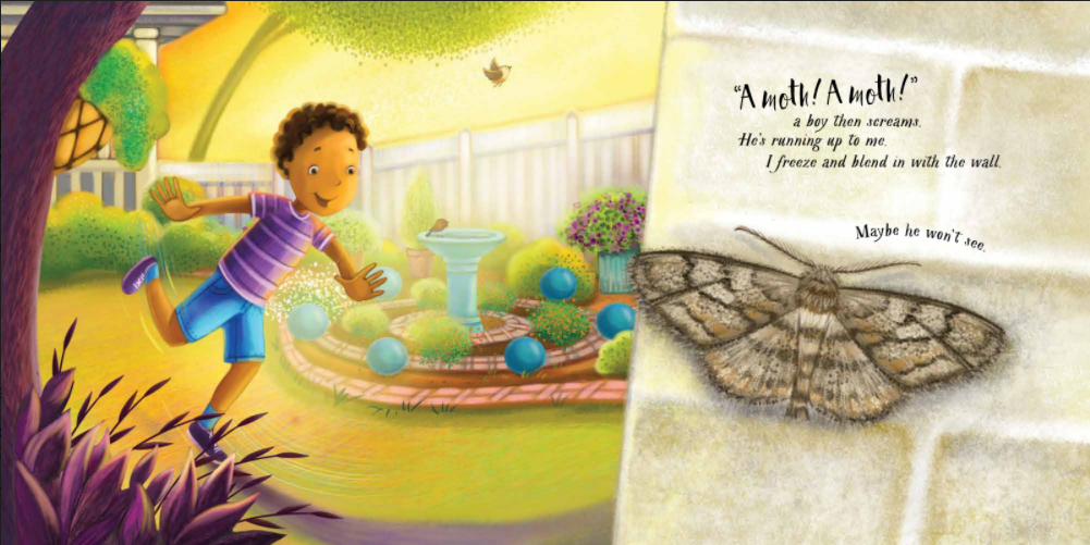 celebrate-picture-books-picture-book-review-an-extraordinary-ordinary-moth-hiding