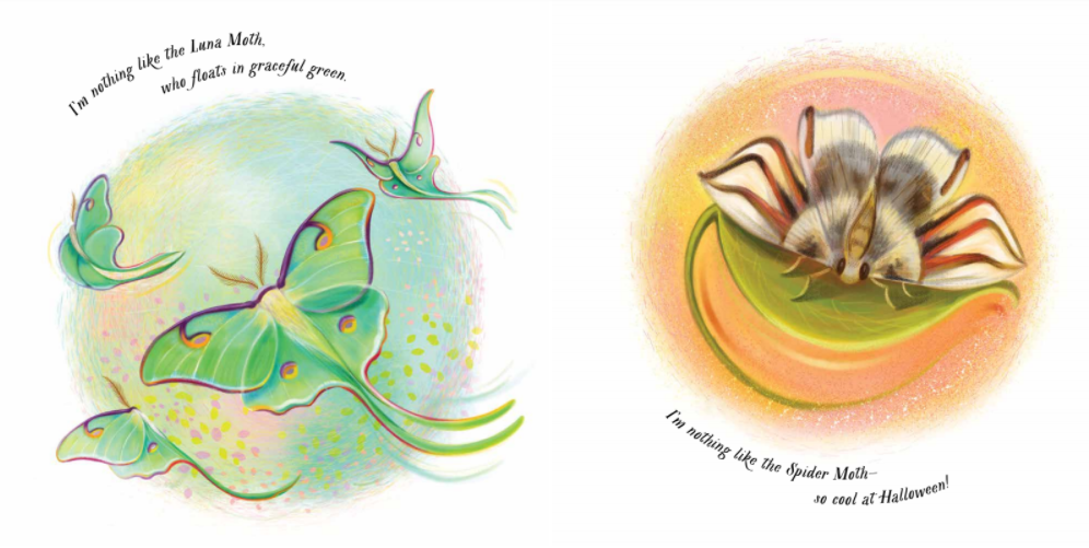 celebrate-picture-books-picture-book-review-an-extraordinary-ordinary-moth-luna