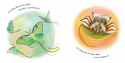 celebrate-picture-books-picture-book-review-an-extraordinary-ordinary-moth-luna