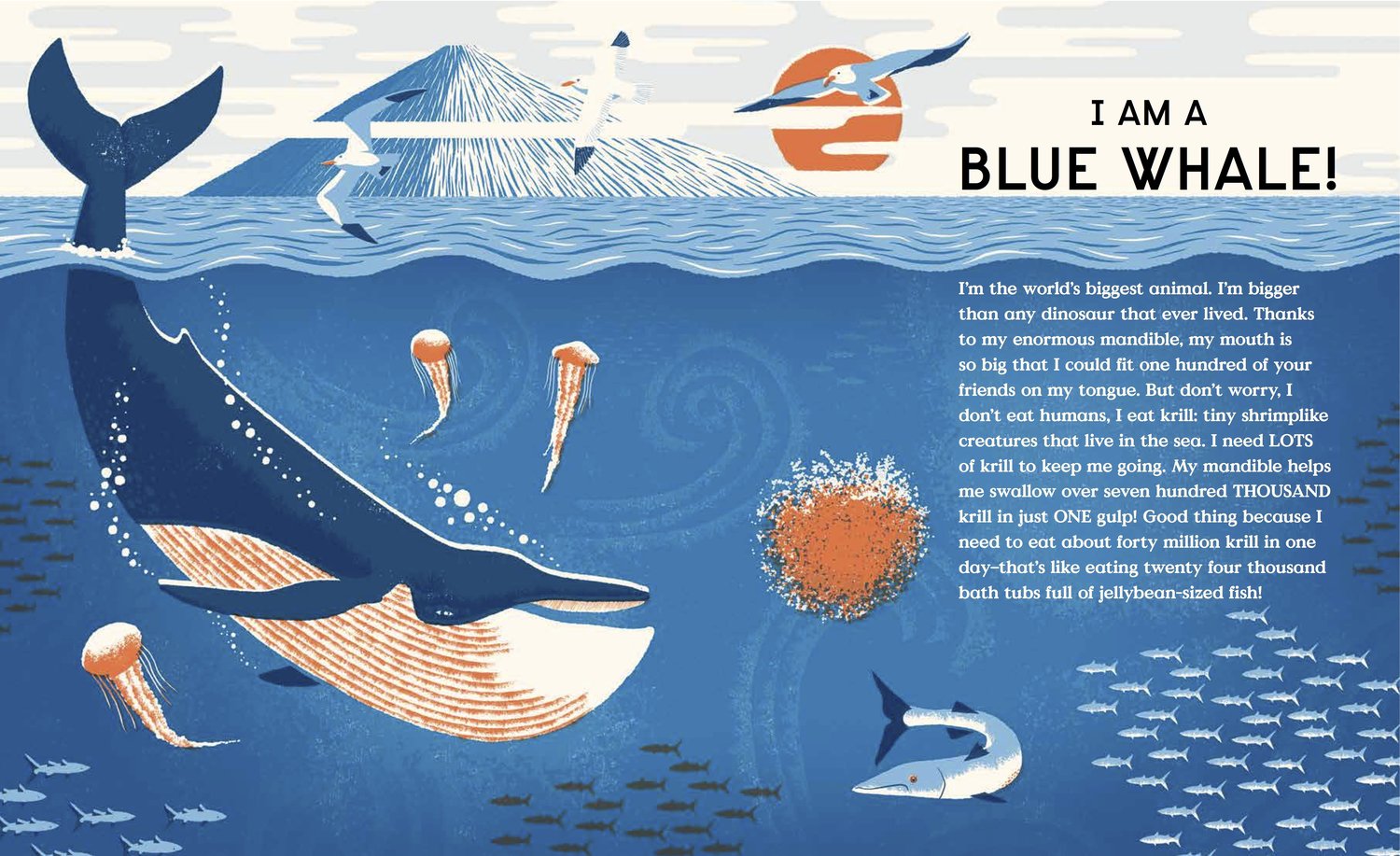 celebrate-picture-books-picture-book-review-book-of-bones-whale