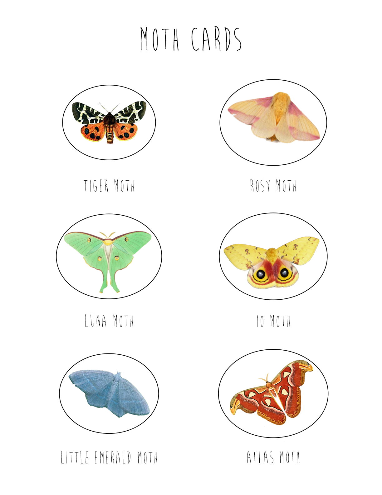 celebrate-picture-books-picture-book-review-moth-cards