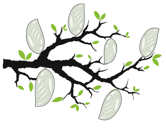 celebrate-picture-books-picture-book-review-tree-branch-with-white-cocoons