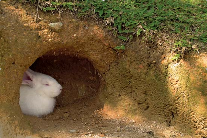 celebrate-picture-books-picture-book-review-jackie-kramer-interview-2