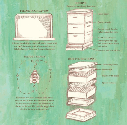 celebrate-picture-books-picture-book-review-the-honeybee-man-bee-hive