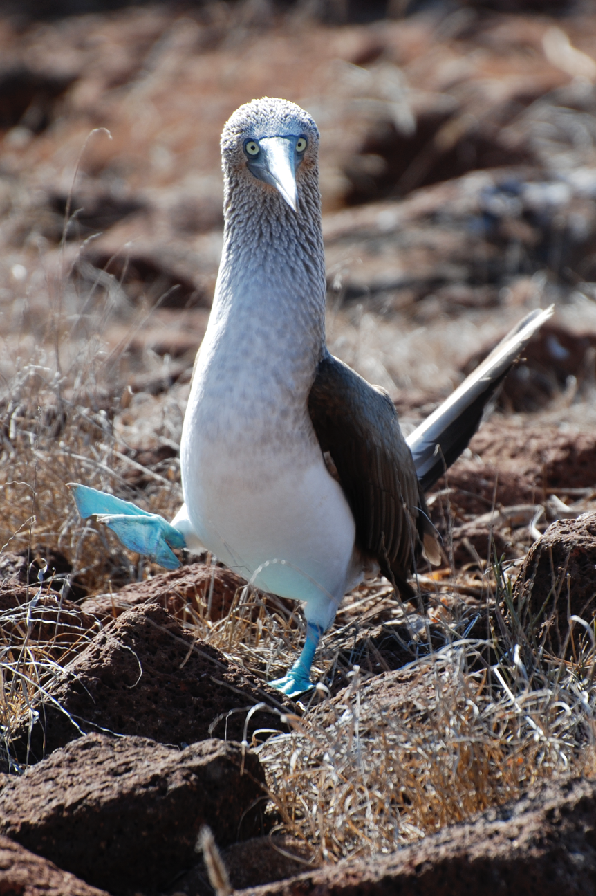 celebrate-picture-books-picture-book-review-galapagos-girl-blue-footed-booby