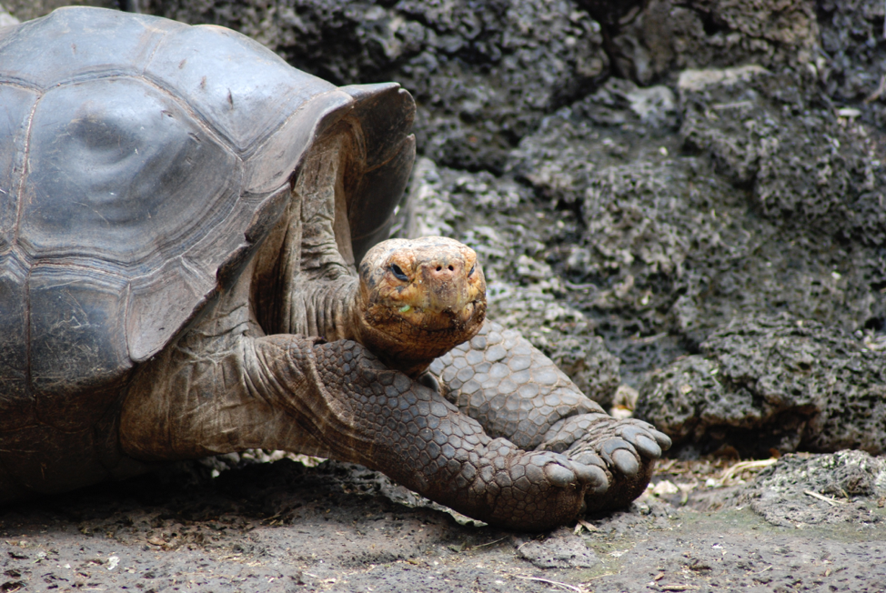 celebrate-picture-books-picture-book-review-galapagos-girl-galapagos-tortoise