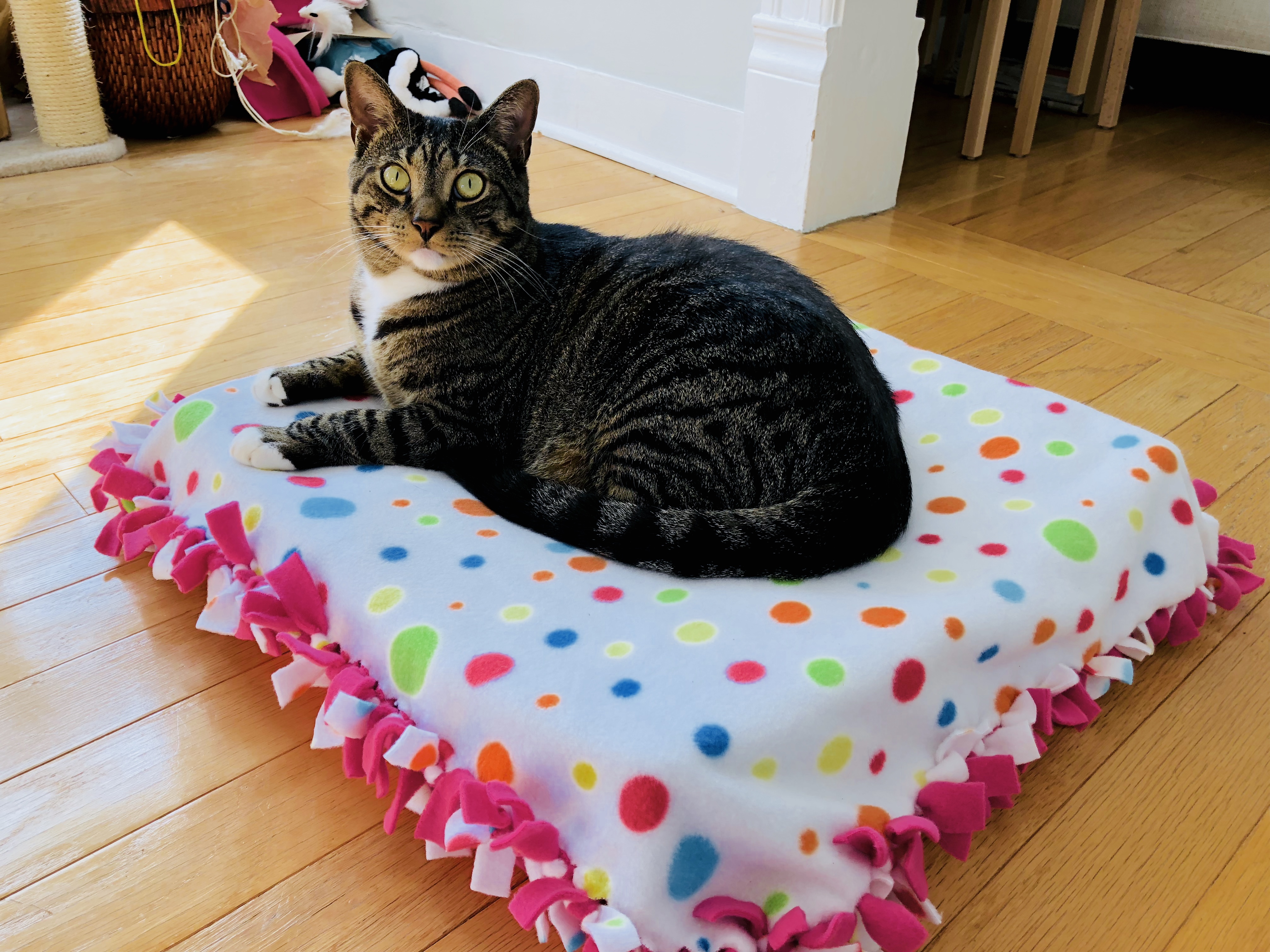 celebrate-picture-books-picture-book-review-cat-bed-craft