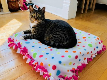 celebrate-picture-books-picture-book-review-cat-bed-craft