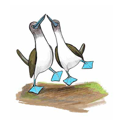 celebrate-picture-books-picture-book-review-Galápagos-Girl-blue-footed-booby