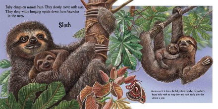 celebrate-picture-books-picture-book-review-baby-on-board-sloth