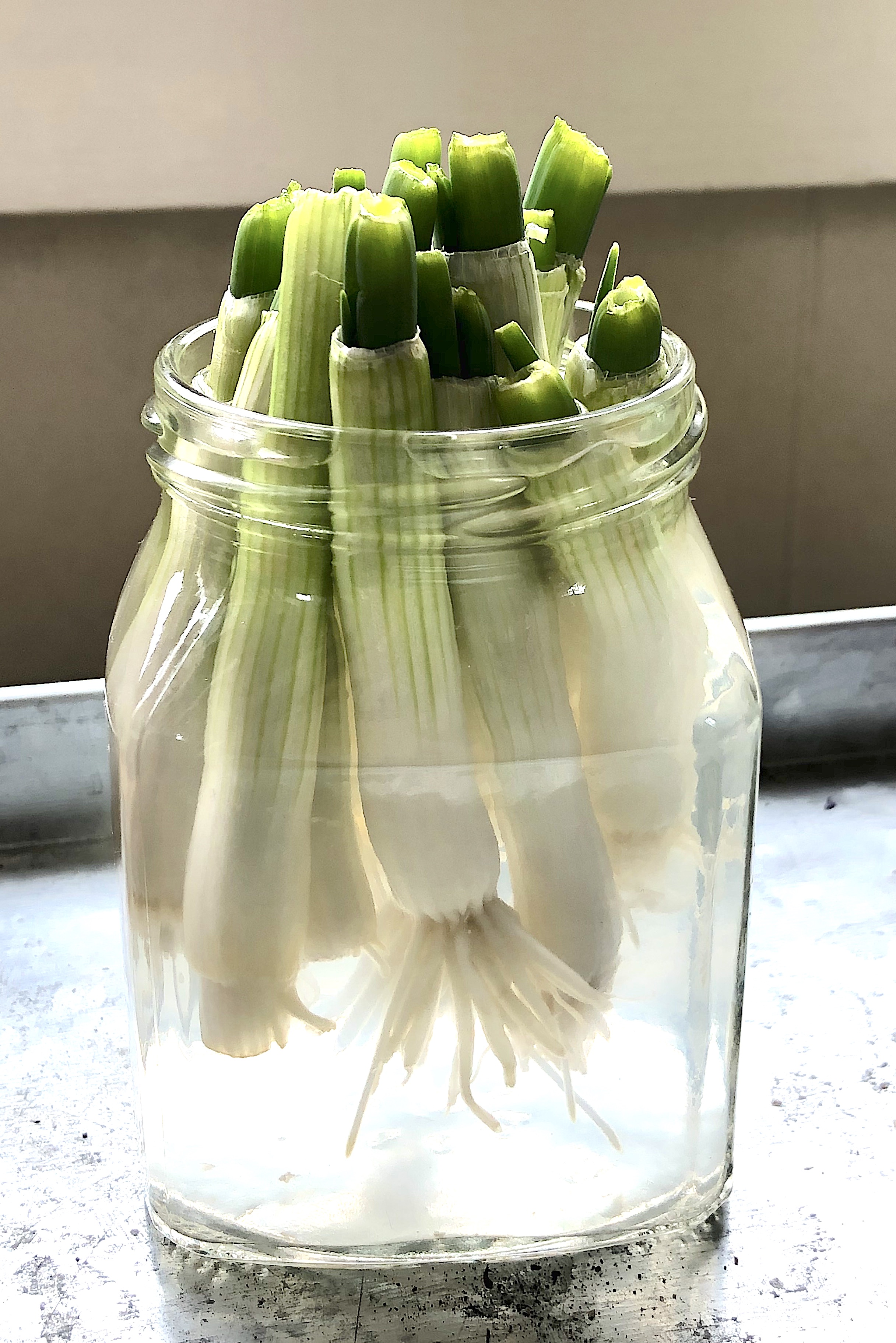 celebrate-picture-books-picture-book-review-Green-Onion-Jar-Day-2