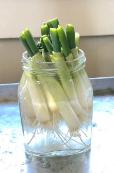 celebrate-picture-books-picture-book-review-Green-Onion-Jar-Day-3