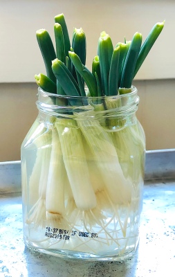 celebrate-picture-books-picture-book-review-Green-Onion-Jar-Day-4