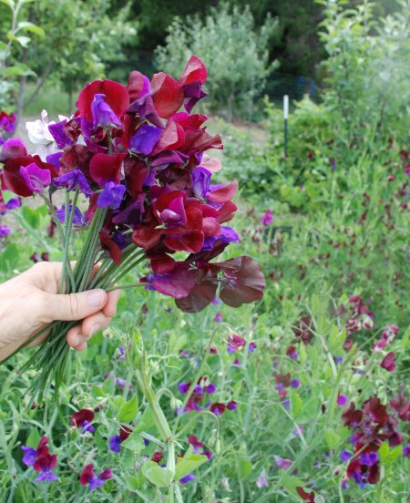 celebrate-picture-books-picture-book-review-sweetpeas