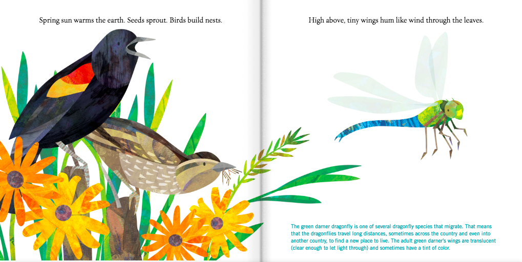 celebrate-picture-books-picture-book-review-birds