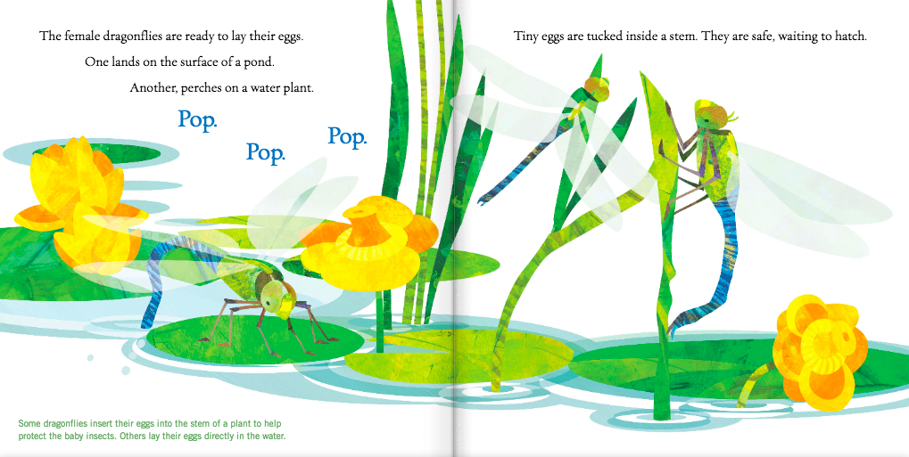 celebrate-picture-books-picture-book-review-soar-high-dragonfly-laying-eggs