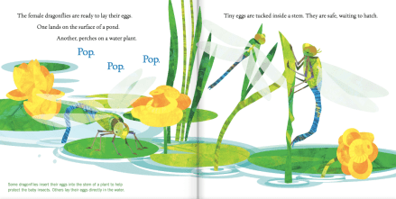 celebrate-picture-books-picture-book-review-soar-high-dragonfly-laying-eggs