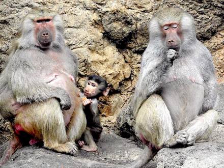 celebrate-picture-books-picture-book-review-interview-with-Galia-Cornwall-baboons