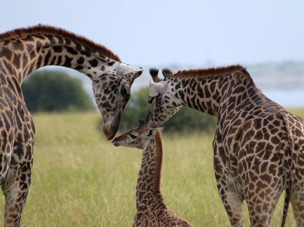 celebrate-picture-books-picture-book-review-Giraffe-Love