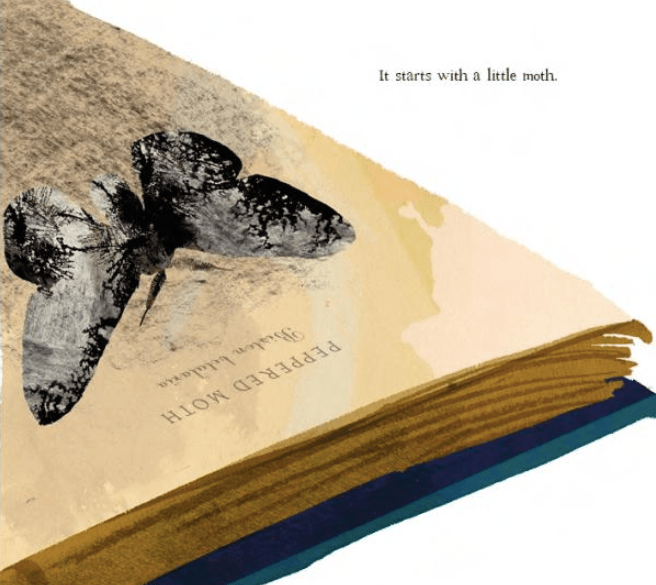 celebrate-picture-books-picture-book-review-moth-an-evolution-story-book