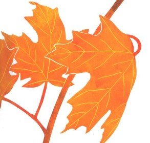 celebrate-picture-books-picture-book-review-leaf-jumpers-maple