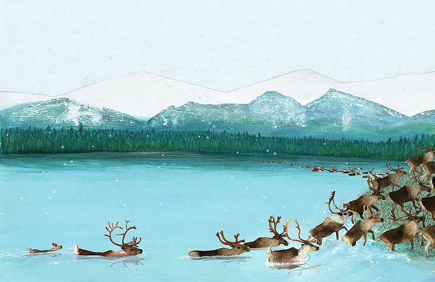celebrate-picture-books-picture-book-review-migration-incredible-animal-journeys-caribou