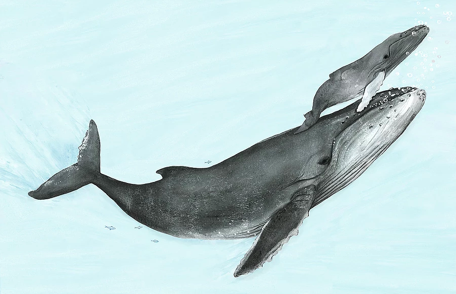 celebrate-picture-books-picture-book-review-migration-incredible-animal-journeys-whales